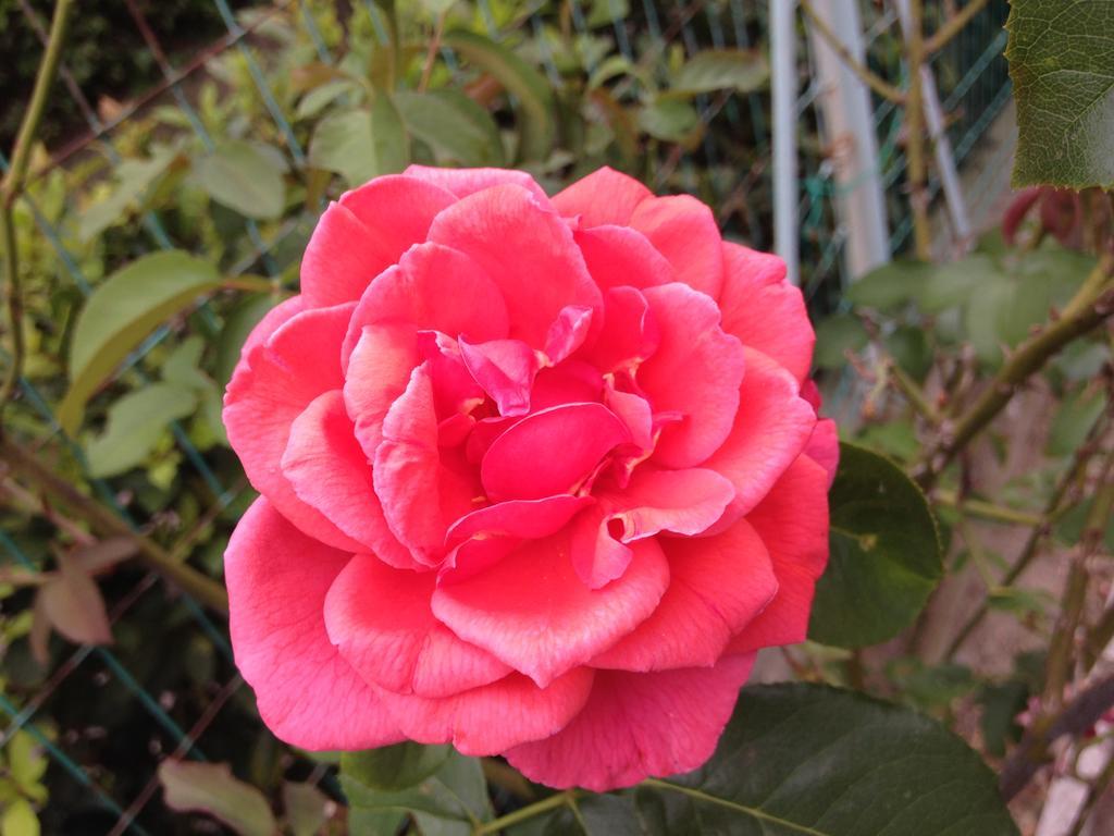 Affittacamere Le Rose อิโมลา ภายนอก รูปภาพ